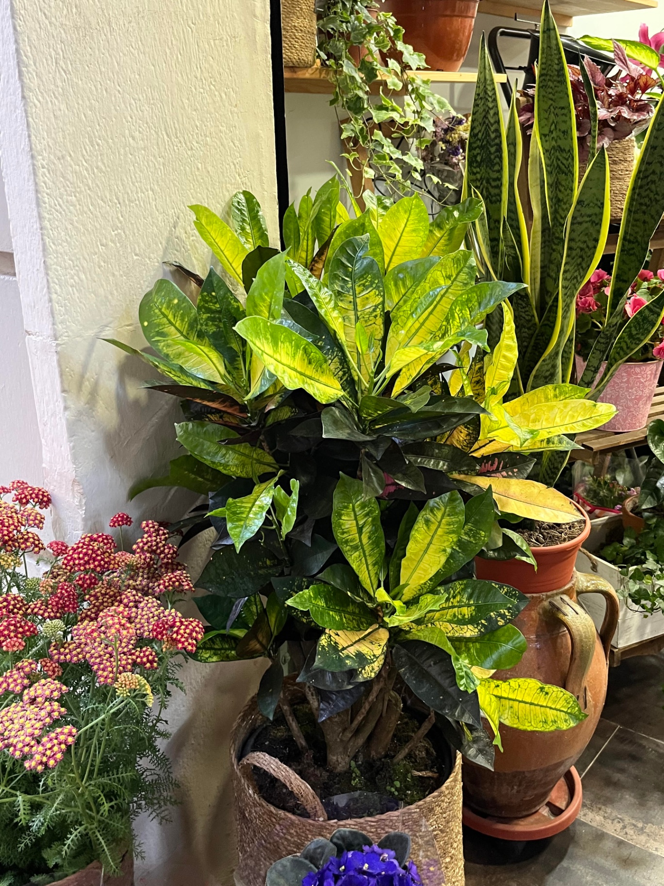 Trabajo floral Plantas